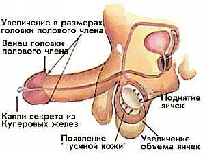 Вторая  фаза эрекции