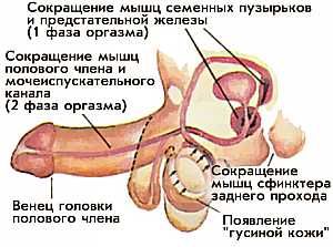 Третья фаза эрекции