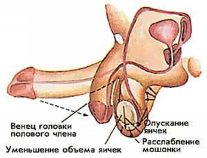 Четвертая фаза эрекции