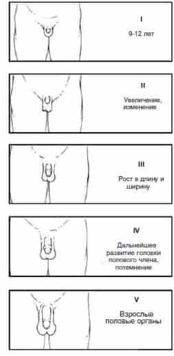 Cтадии развития половых органов у мальчиков
